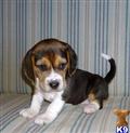 Beagle